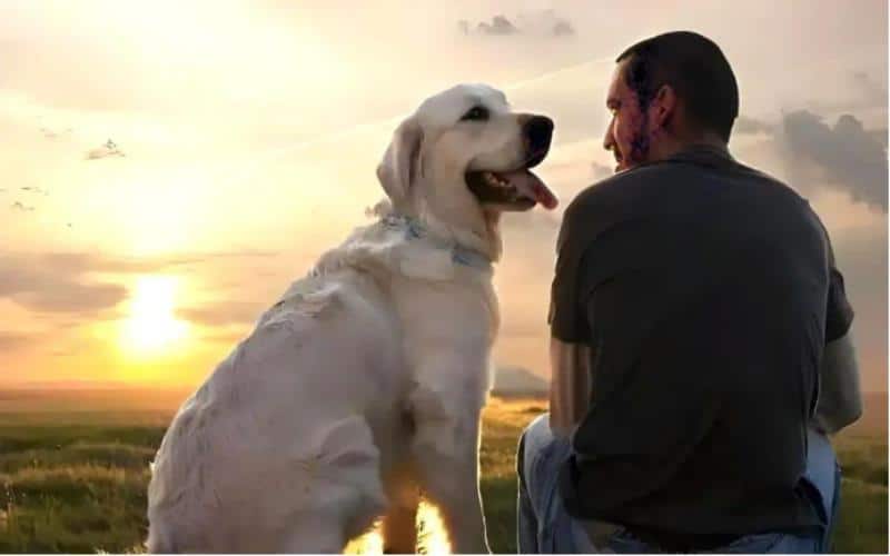 2 Allergies, Infections, or Normal Understanding Brown Spots on Dogs