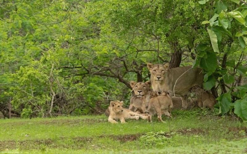 Discover Devalia Safari Park A Wildlife Adventure in Gujarat's Gir Forest