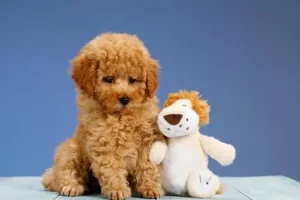 Are Miniature and Toy Poodles Good Companions? A Look at Temperament, Intelligence, and Everyday Life