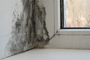 Low Humidity, Damp Wall: How Mold Slips Through