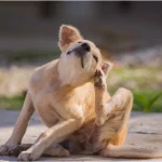 Dogs That