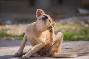 The 6 Best Ear Cleaners for Dogs That Scratch and Shake Their Heads