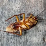 Cockroach