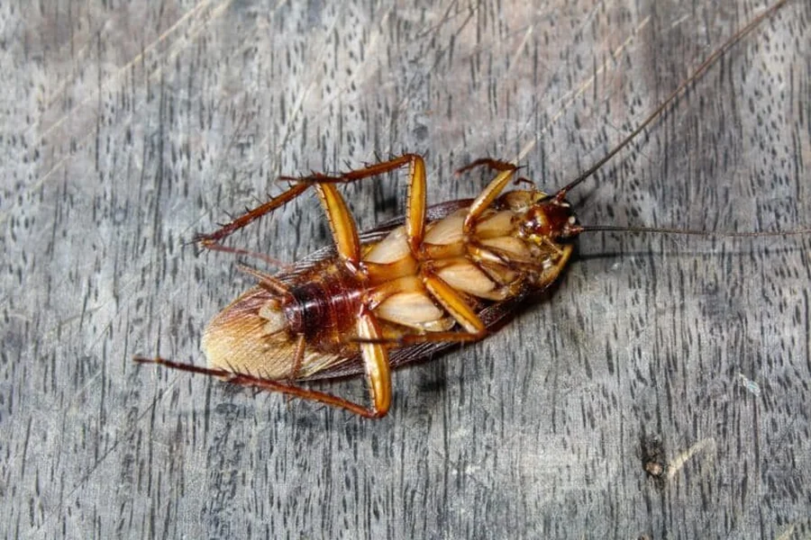 Cockroach