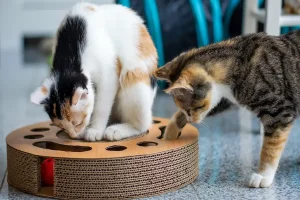 Making Indoor Play More Interesting for Your Cat